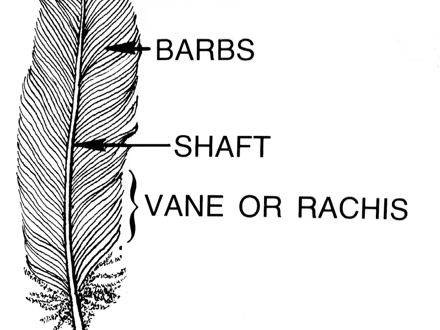 Choosing in eyebrow feathering tattooing
